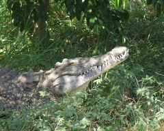 Nile Crocodile