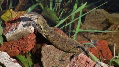 Sunbathing on the Nile bank