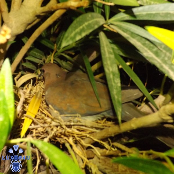 Laughing Dove 2