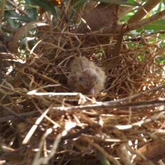 Laughing Dove 3