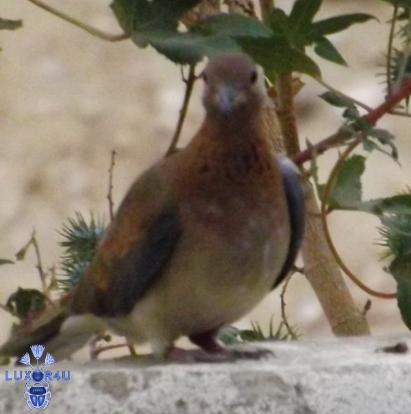 Laughing Dove 4