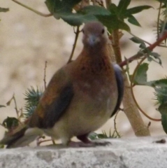 Laughing Dove 4