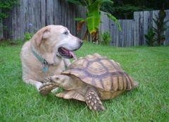 Willy and Friend