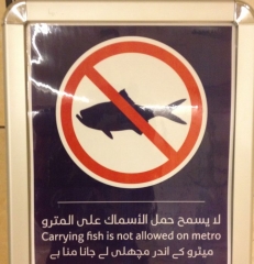 No Sharks