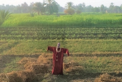 Egyptian scarecrow