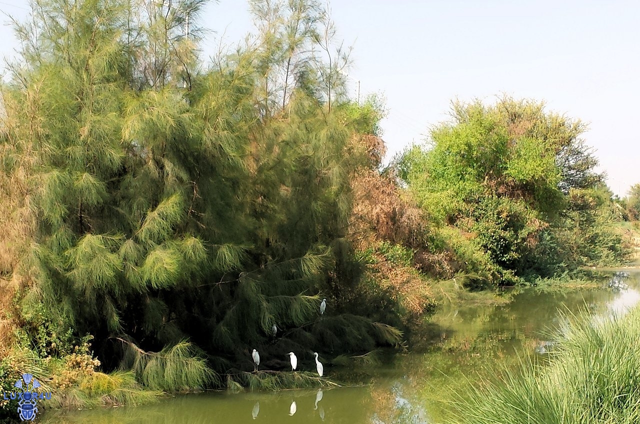 Canal (Luxor)