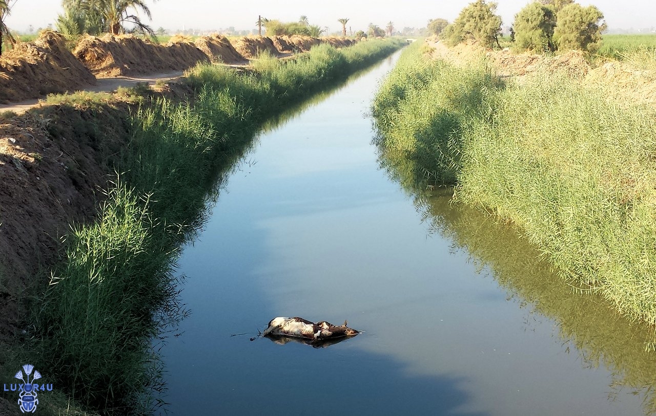 Dead Animals Egypt