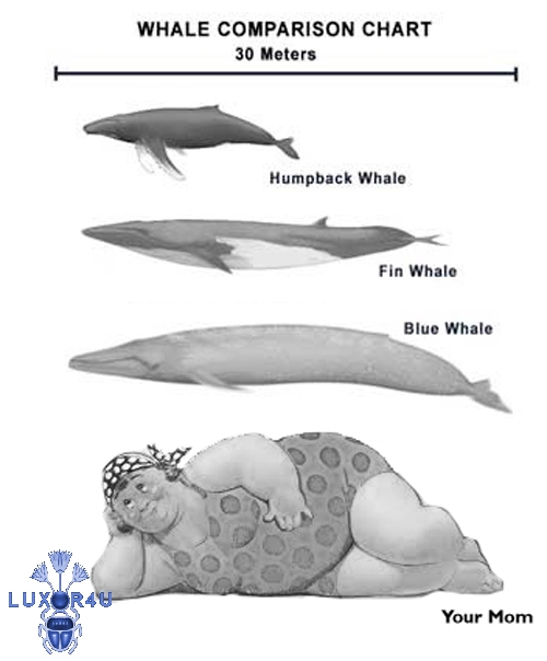 Size comparison for PC gamers