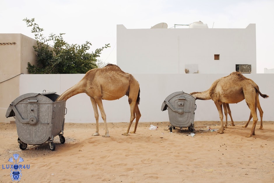 hungry camels