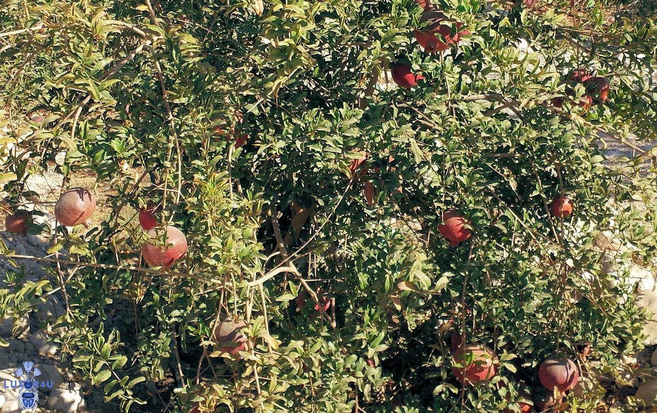 Pomegranate tree in Luxor
