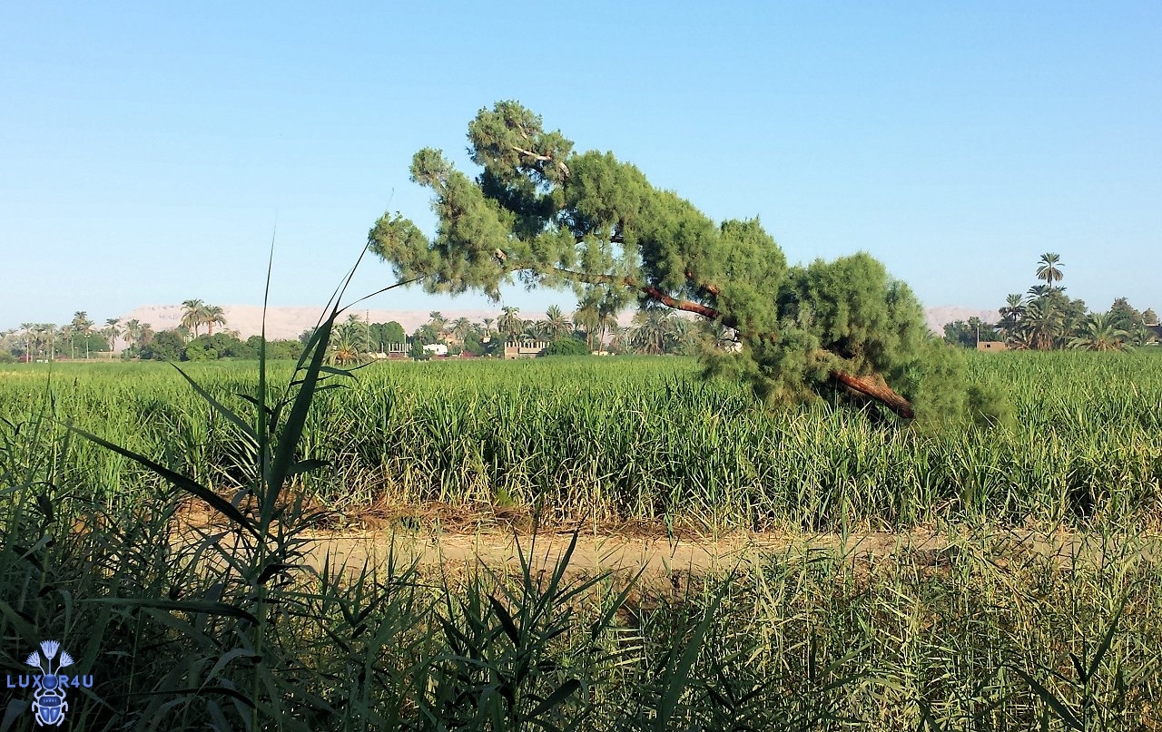 Leaning Tree - Luxor