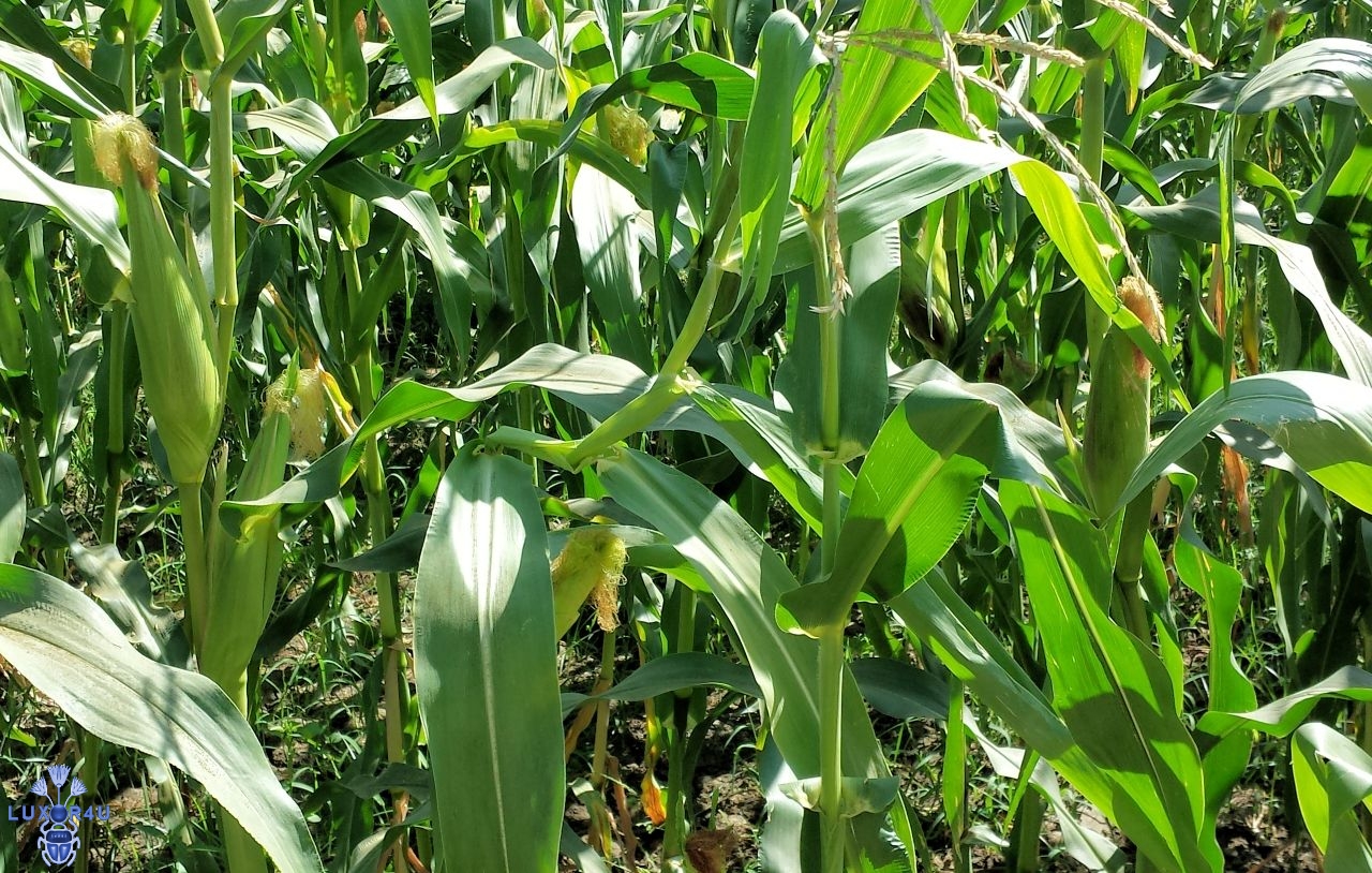 Corn (Arabic - درة Dura)