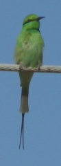 green bee-eater 2