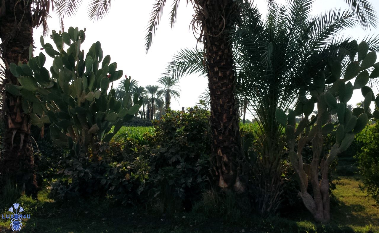 Prickly pear cactus plant