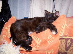crazy cat number 1puss