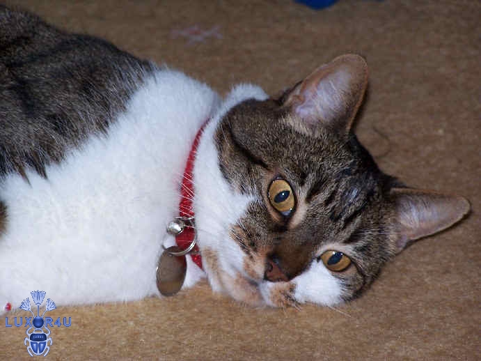 crazy cat number 2 oscar