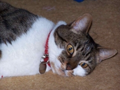 crazy cat number 2 oscar