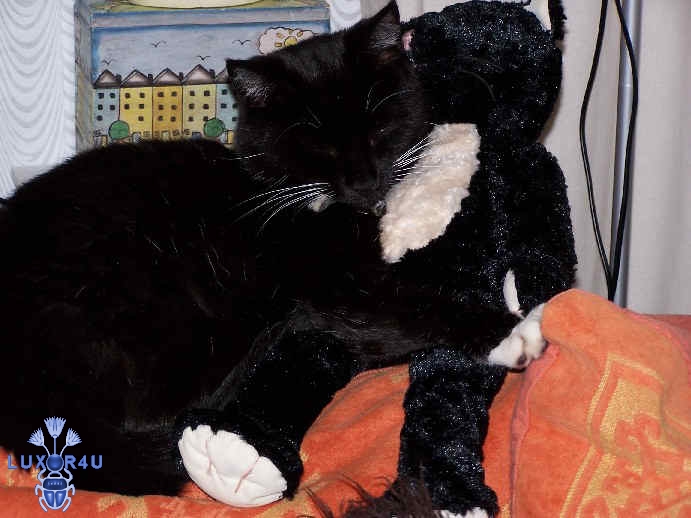 crazy cat number 3 Mort