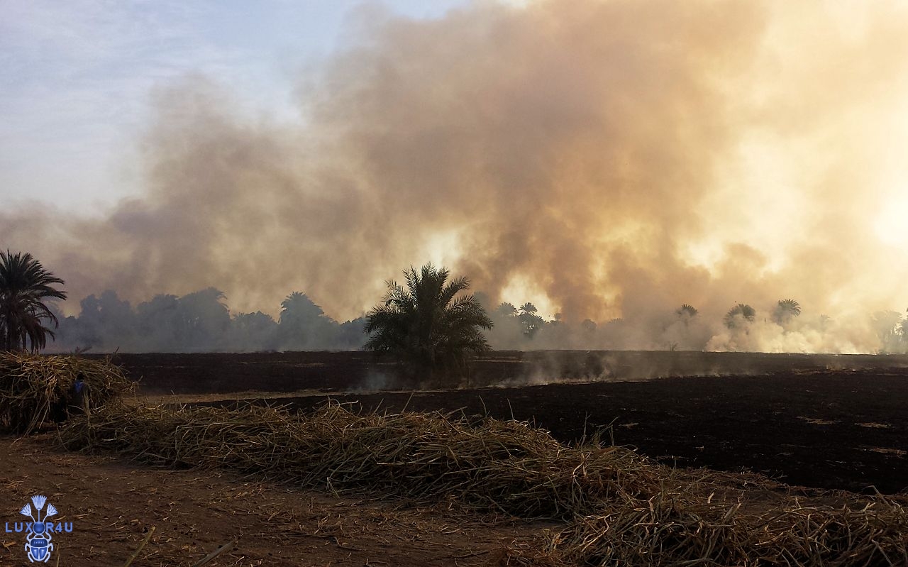 Sugar Cane 4