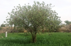 Shades of Green 2