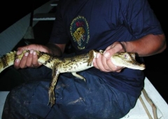 Baby alligator 1