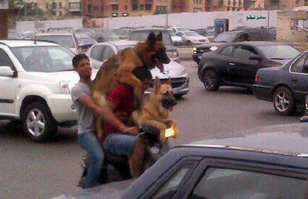 Dogs Life