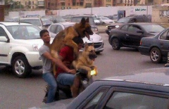 Dogs Life