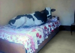 What a cow