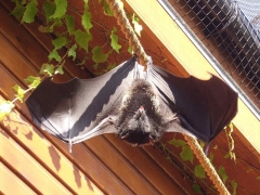 bat