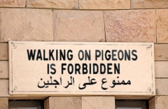 Pigeons