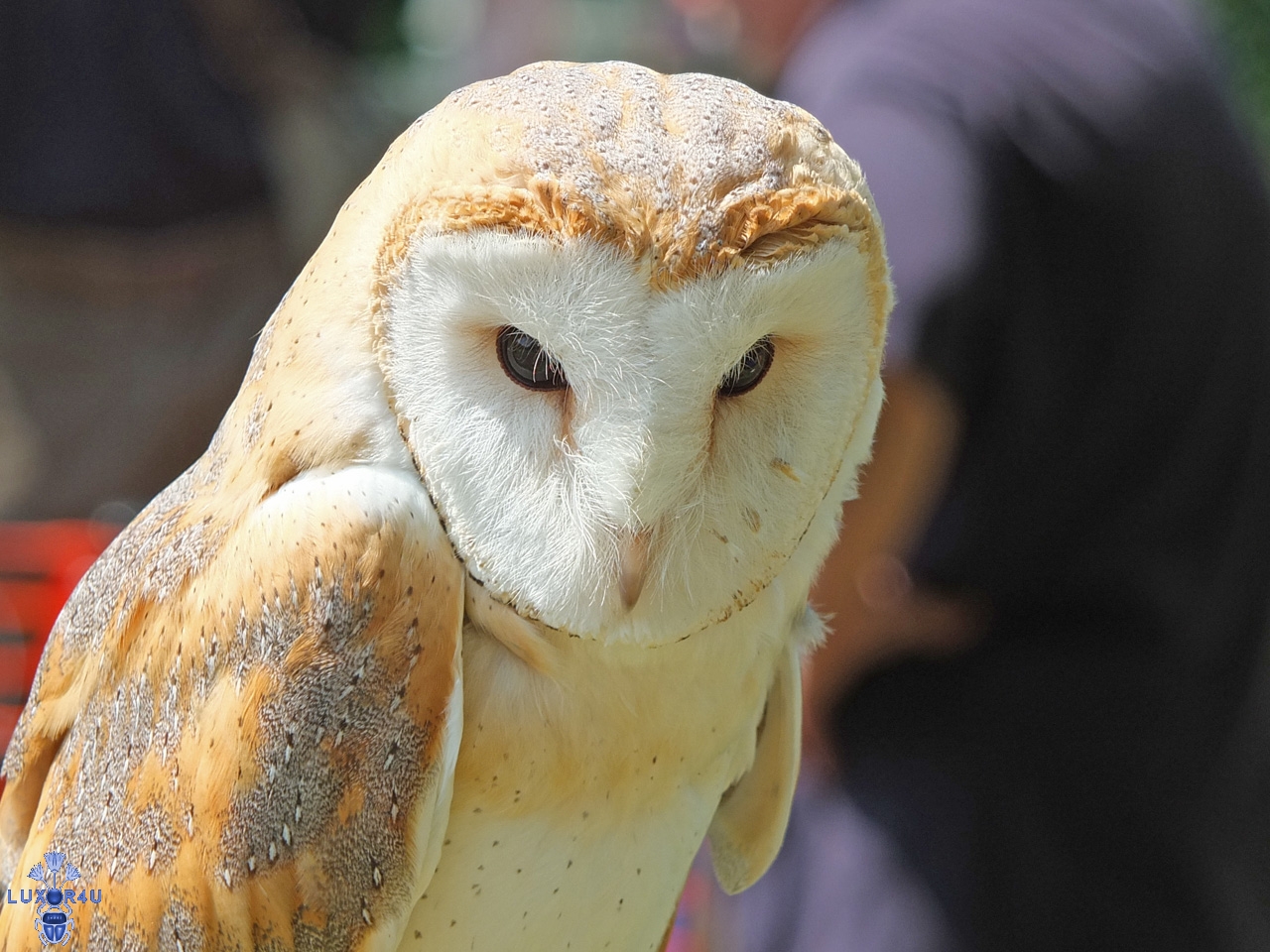 Barn Owl