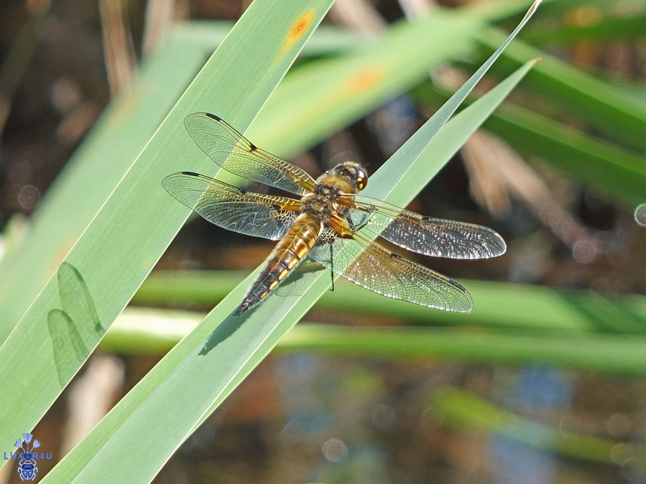 Four Spotted Chaser 2