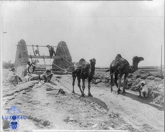 camels drawing water from a well 1905