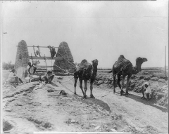 camels drawing water from a well 1905