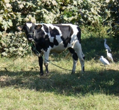 Trevors cow seen in Luxor!!