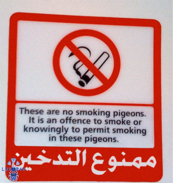 none smoking pigeons
