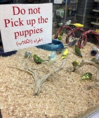 puppies