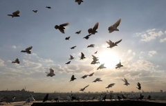 Pigeons Egypt 1