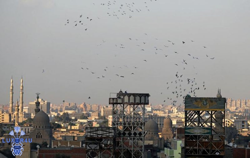 Pigeons Egypt 2