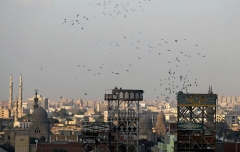 Pigeons Egypt 2