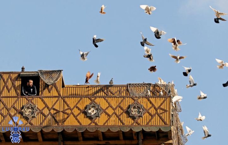 Pigeons Egypt 3