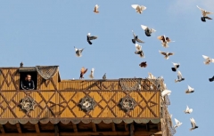 Pigeons Egypt 3