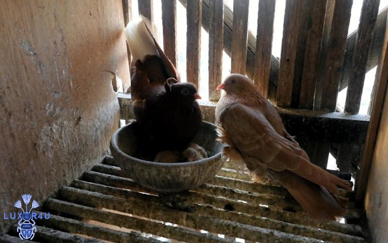 Pigeons Egypt 4