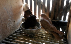 Pigeons Egypt 4