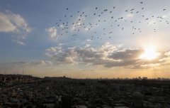 Pigeons Egypt 5