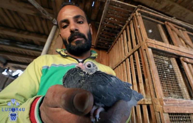 Pigeons Egypt 6