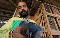 Pigeons Egypt 6