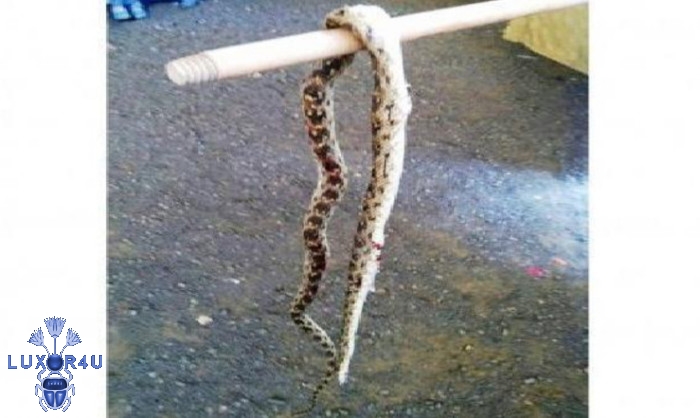 11-month-old boy eats snake