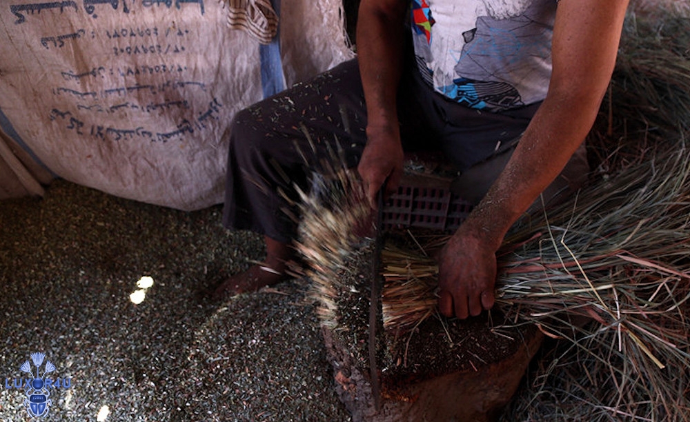 Medicinal herb farming