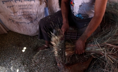 Medicinal herb farming